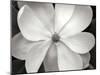 Magnolia I-Jim Christensen-Mounted Photographic Print