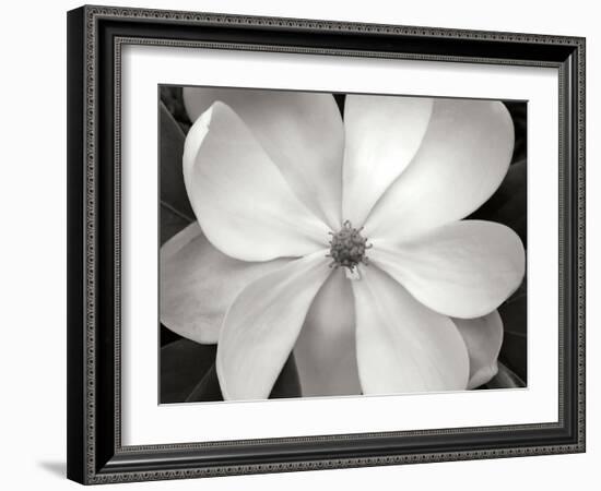 Magnolia I-Jim Christensen-Framed Photographic Print