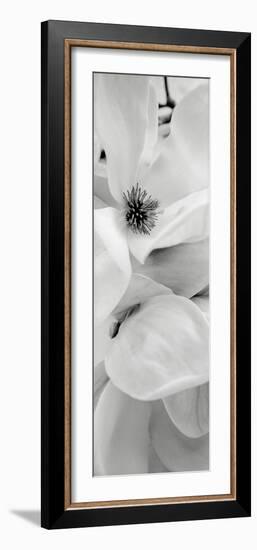 Magnolia I-Alan Blaustein-Framed Photographic Print