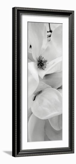 Magnolia I-Alan Blaustein-Framed Photographic Print