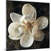 Magnolia I-John Seba-Mounted Art Print