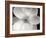 Magnolia II-Jim Christensen-Framed Photographic Print