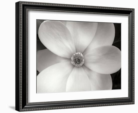 Magnolia II-Jim Christensen-Framed Photographic Print