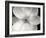 Magnolia II-Jim Christensen-Framed Photographic Print