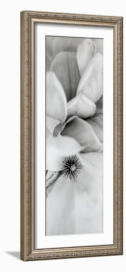 Magnolia II-Alan Blaustein-Framed Photographic Print