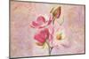 Magnolia Ii-Cora Niele-Mounted Giclee Print