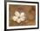 Magnolia in Bloom-Carmen Dolce-Framed Art Print