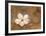 Magnolia in Bloom-Carmen Dolce-Framed Art Print