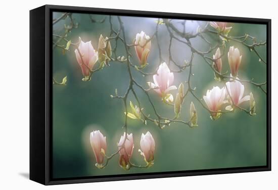 Magnolia In Flower-David Nunuk-Framed Premier Image Canvas