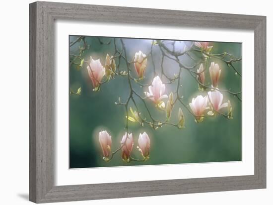 Magnolia In Flower-David Nunuk-Framed Photographic Print