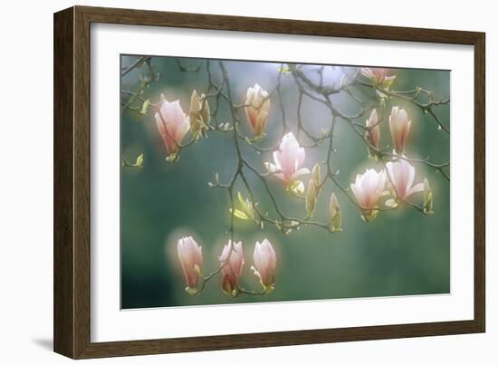 Magnolia In Flower-David Nunuk-Framed Photographic Print