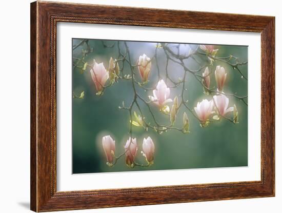 Magnolia In Flower-David Nunuk-Framed Photographic Print