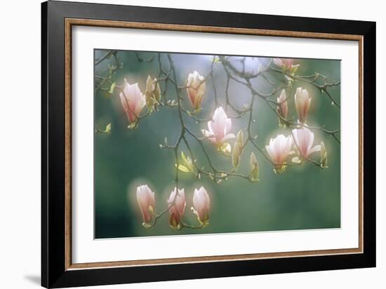 Magnolia In Flower-David Nunuk-Framed Photographic Print