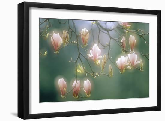 Magnolia In Flower-David Nunuk-Framed Photographic Print