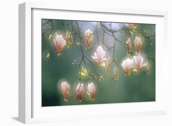 Magnolia In Flower-David Nunuk-Framed Photographic Print