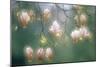 Magnolia In Flower-David Nunuk-Mounted Photographic Print