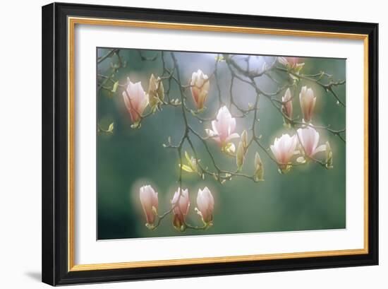 Magnolia In Flower-David Nunuk-Framed Photographic Print