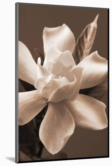 Magnolia in Sepia-Christine Zalewski-Mounted Art Print