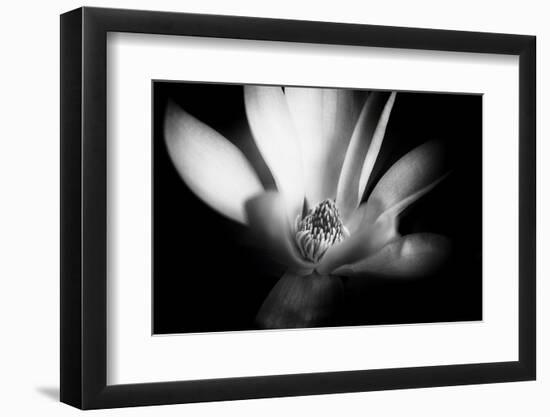 Magnolia in Subtle Light-George Oze-Framed Photographic Print