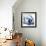 Magnolia Indigo-Albert Koetsier-Framed Premium Giclee Print displayed on a wall