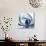 Magnolia Indigo-Albert Koetsier-Mounted Premium Giclee Print displayed on a wall