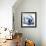 Magnolia Indigo-Albert Koetsier-Framed Art Print displayed on a wall