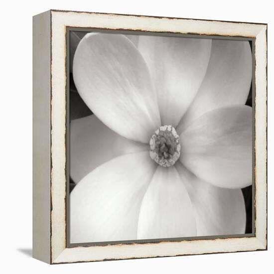 Magnolia IV-Jim Christensen-Framed Premier Image Canvas