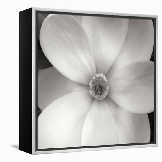 Magnolia IV-Jim Christensen-Framed Premier Image Canvas