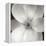 Magnolia IV-Jim Christensen-Framed Premier Image Canvas