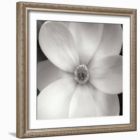 Magnolia IV-Jim Christensen-Framed Photographic Print