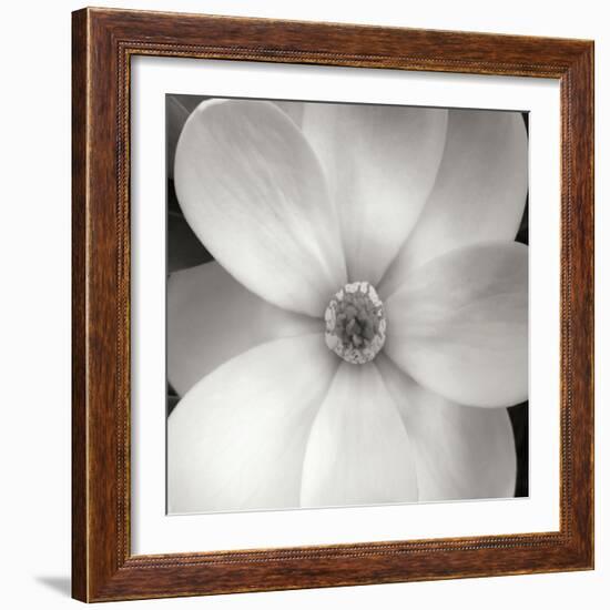 Magnolia IV-Jim Christensen-Framed Photographic Print