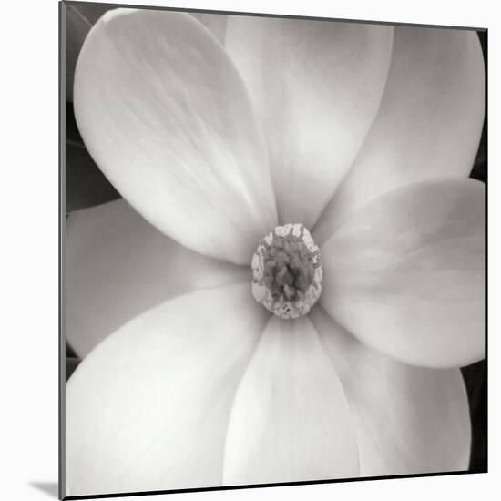Magnolia IV-Jim Christensen-Mounted Photographic Print