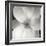 Magnolia IV-Jim Christensen-Framed Photographic Print