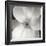 Magnolia IV-Jim Christensen-Framed Photographic Print