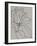 Magnolia Line Drawing v2 Gray Crop-Moira Hershey-Framed Art Print