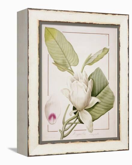 Magnolia Macrophylla, 1811-Pierre-Joseph Redouté-Framed Premier Image Canvas