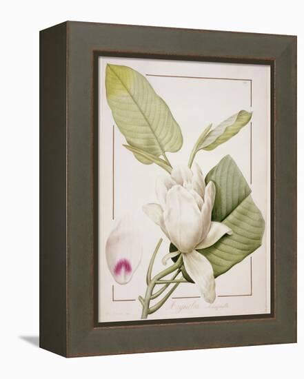 Magnolia Macrophylla, 1811-Pierre-Joseph Redouté-Framed Premier Image Canvas