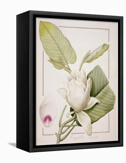 Magnolia Macrophylla, 1811-Pierre-Joseph Redouté-Framed Premier Image Canvas