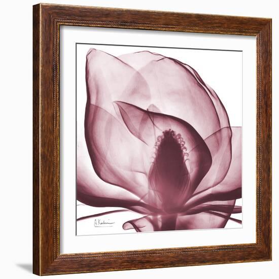 Magnolia Marcela-Albert Koetsier-Framed Premium Giclee Print