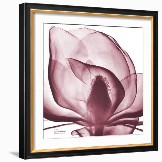 Magnolia Marcela-Albert Koetsier-Framed Premium Giclee Print