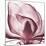 Magnolia Marcela-Albert Koetsier-Mounted Premium Giclee Print