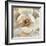 Magnolia Masterpiece II-Louise Montillio-Framed Art Print