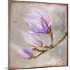 Magnolia on Silver Leaf I-Patricia Pinto-Mounted Art Print