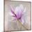 Magnolia on Silver Leaf II-Patricia Pinto-Mounted Art Print