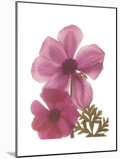 Magnolia Pair-Albert Koetsier-Mounted Premium Giclee Print