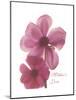 Magnolia Pair-Albert Koetsier-Mounted Premium Giclee Print