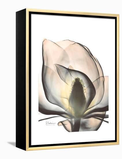 Magnolia Portrait-Albert Koetsier-Framed Stretched Canvas