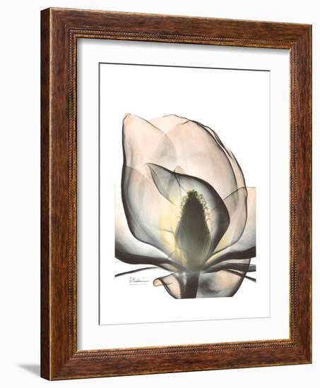 Magnolia Portrait-Albert Koetsier-Framed Premium Giclee Print