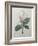 Magnolia Soulangiana-Pierre-Joseph Redoute-Framed Art Print