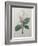 Magnolia Soulangiana-Pierre-Joseph Redoute-Framed Art Print